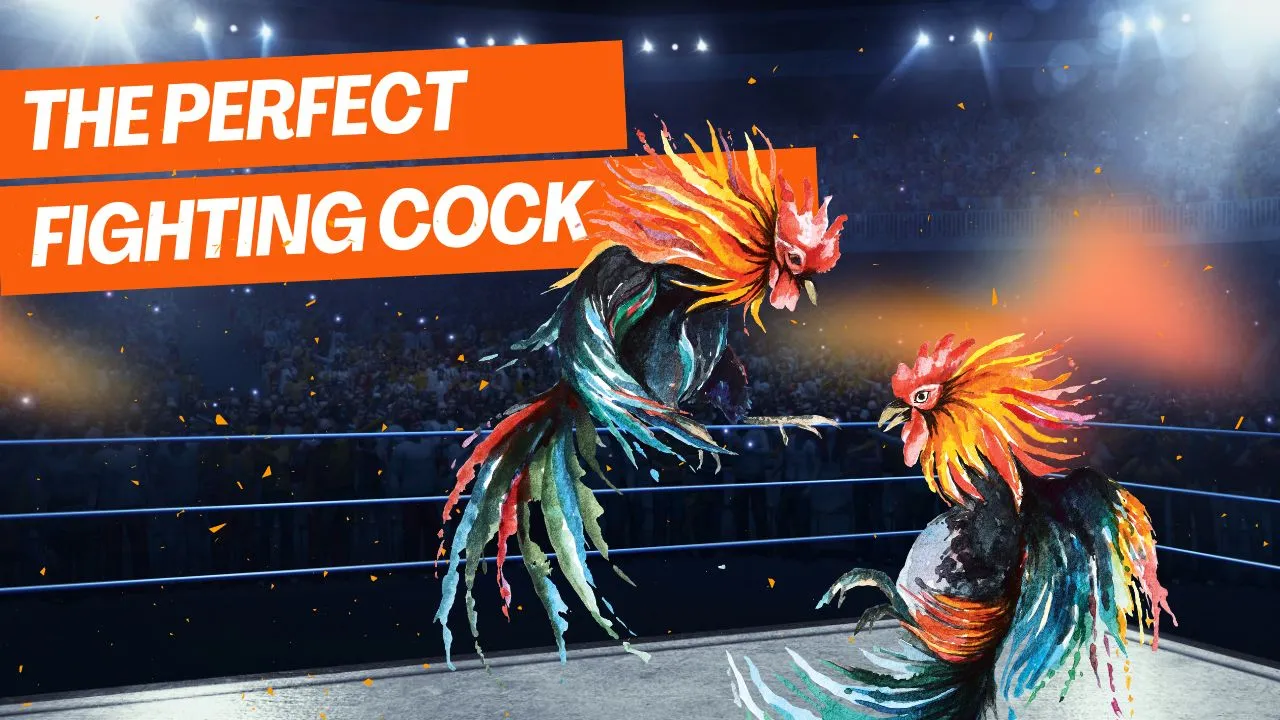 Perfect Fighting Cock